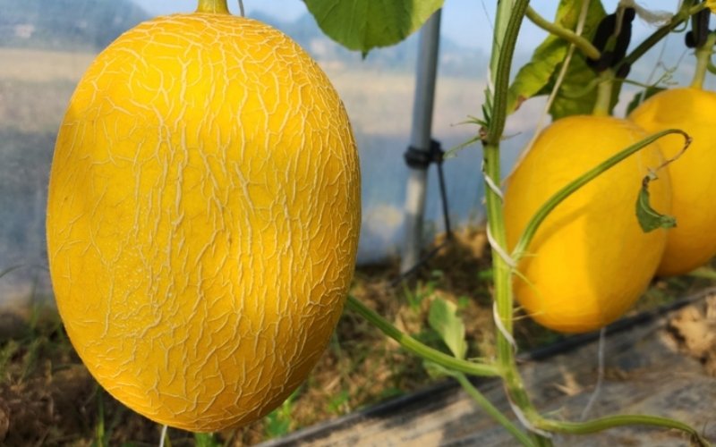 Vân lưới mảnh trên vỏ là dấu hiệu nhận biết dưa chín