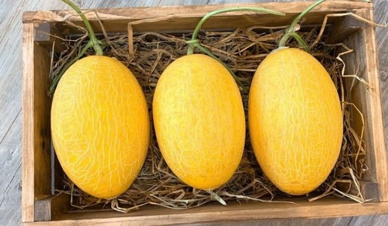Dưa lưới Hoàng Kim: Cách chọn, lợi ích và kỹ thuật trồng.