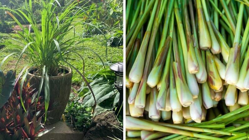 Cây Sả - "Khắc tinh" số 1 của muỗi