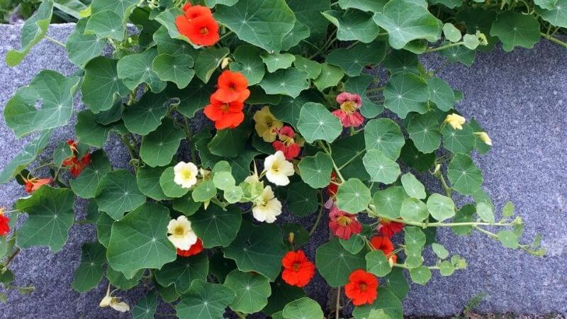 Hoa Sen Cạn (Nasturtium) - "Cây thế thân" thông minh