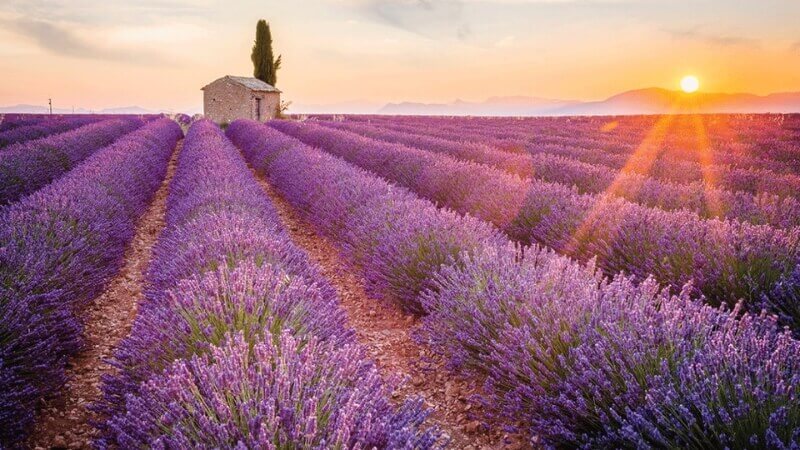 Hoa Oải Hương (Lavender) - Vừa đẹp vừa thơm, đuổi cả bọ chét