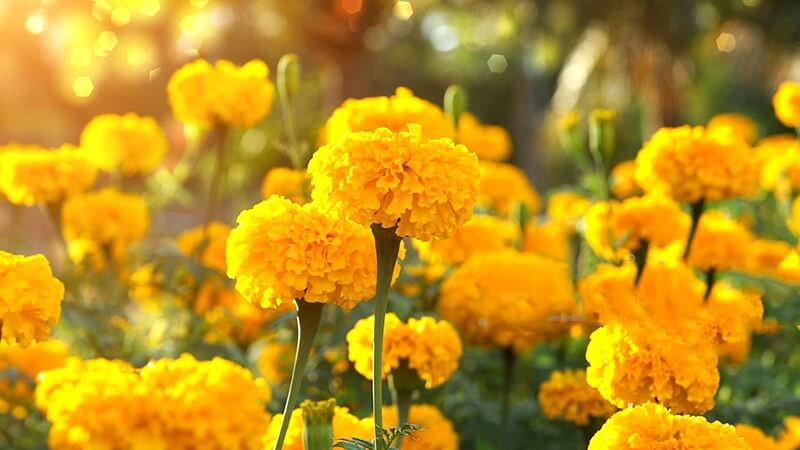 Cúc Vạn Thọ - Bảo vệ cho các loại cây khác