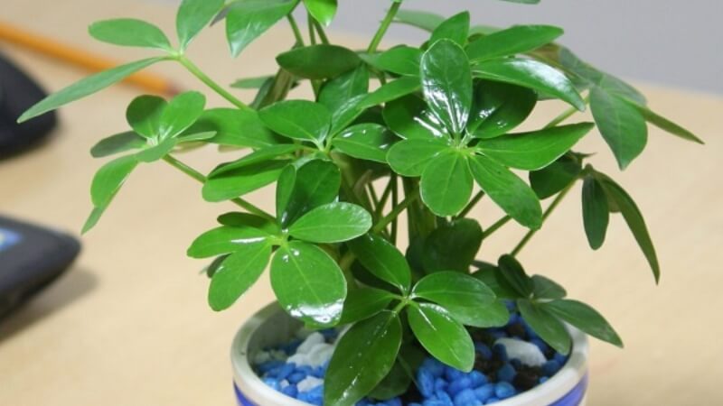 Cây Ngũ Gia Bì - Máy lọc không khí và đuổi muỗi