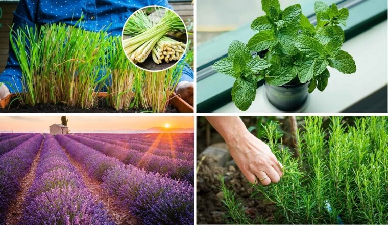 Top 10 cây trồng ngừa côn trùng hiệu quả, an toàn cho gia đình.