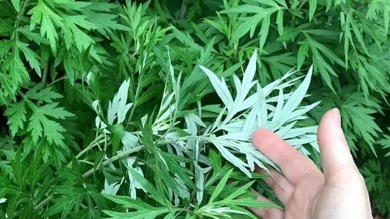 Ngải Cứu - Thảo dược đa năng