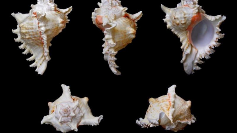 Ốc gai chúa (ốc gai trắng) Ốc gai chúa (ốc gai trắng)