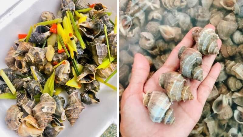 Ốc gai cụt Ốc gai cụt