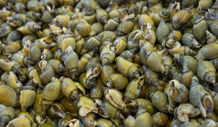3 cách bảo quản ốc sống qua đêm không chết, không gầy