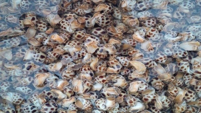 Nuôi ốc trong chậu nước Nuôi ốc trong chậu nước