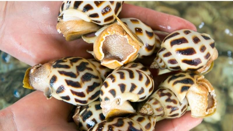 Tuyệt đối không nên bảo quản ốc trong ngăn đá tủ lạnh Tuyệt đối không nên bảo quản ốc trong ngăn đá tủ lạnh