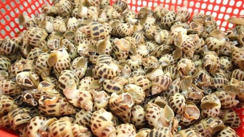 Bảo quản ốc ở nhiệt độ phòng Bảo quản ốc ở nhiệt độ phòng