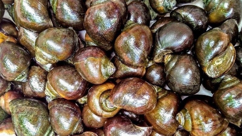 Ốc sống tanh nhẹ, ốc chết bốc mùi hôi nồng khó chịu Ốc sống tanh nhẹ, ốc chết bốc mùi hôi nồng khó chịu