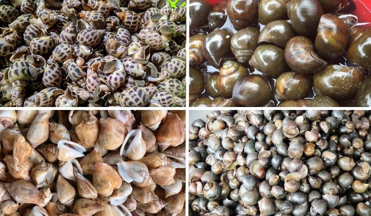 4 cách nhận biết ốc chết chính xác, tránh mua phải ốc hôi