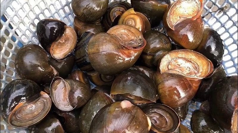 Ốc sống có mày bám chặt, ốc chết có mày thụt sâu hoặc lỏng lẻo Ốc sống có mày bám chặt, ốc chết có mày thụt sâu hoặc lỏng lẻo