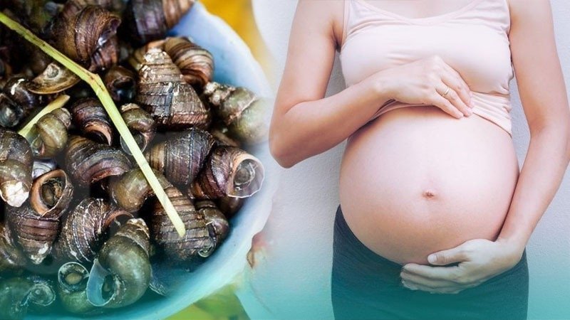 Bà bầu ăn ốc được không? Câu trả lời từ chuyên gia Bà bầu ăn ốc được không? Câu trả lời từ chuyên gia