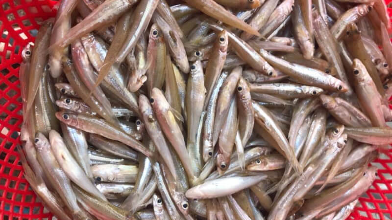 Bí quyết sơ chế cá còm không bị tanh