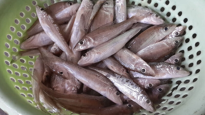 Cá còm - đặc sản xứ Nghệ mang hương vị riêng