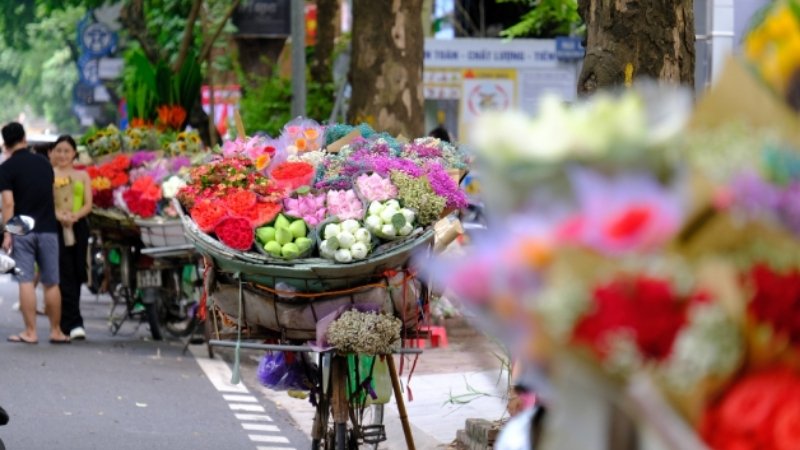 Câu hỏi thường gặp về hoa mùa thu Hà Nội