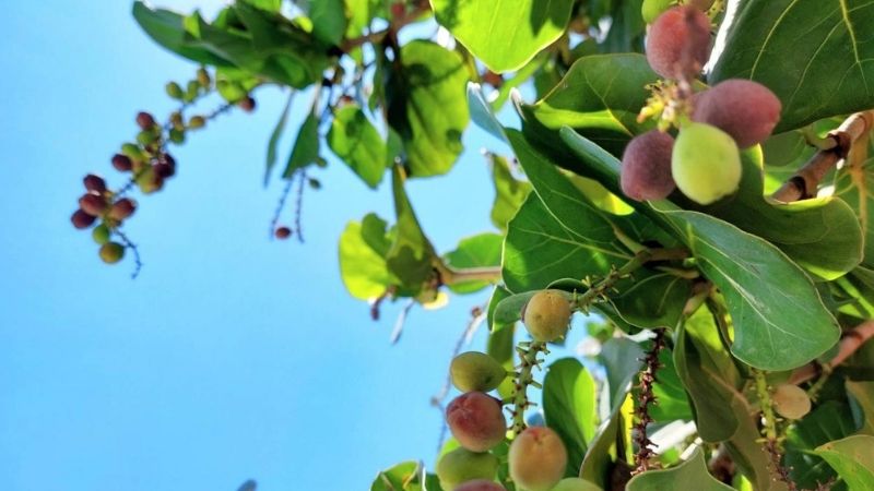 Trái bàng ăn được, cả phần thịt quả và nhân hạt bên trong đều có thể thưởng thức