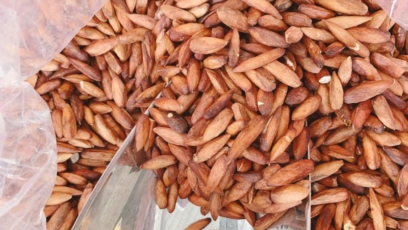 Rang hoặc nướng nhân hạt bàng để tăng độ bùi béo