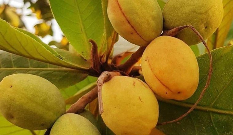 Trái bàng ăn được không? Lợi ích và lưu ý khi ăn