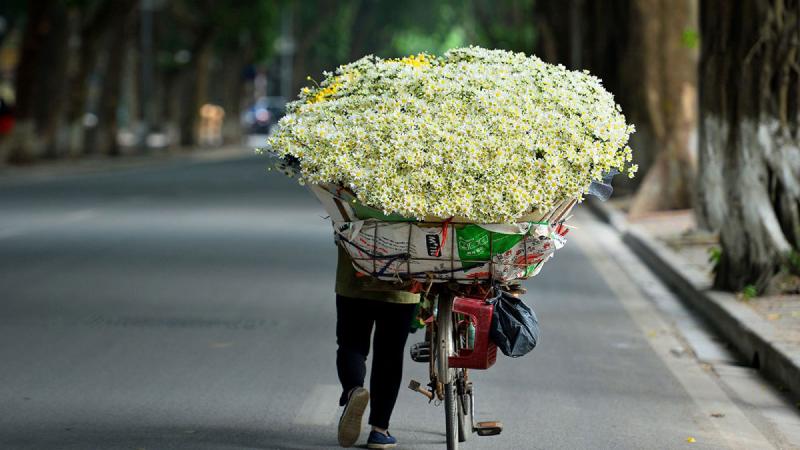 Cận cảnh bó cúc họa mi bung nở