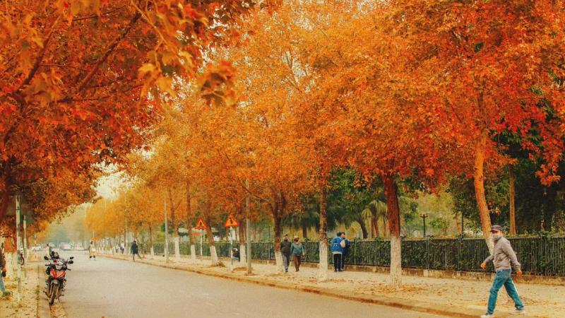Cận cảnh lá vàng rụng trên vỉa hè, lá đỏ của cây cơm nguội, bàng già