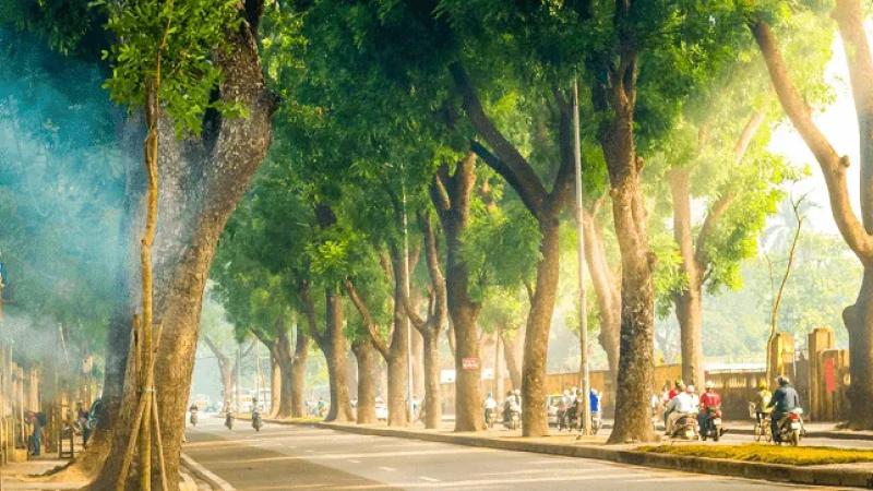 Con phố nhỏ với những tia nắng len lỏi qua tán lá