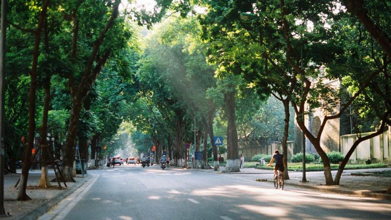 Tia nắng xuyên qua hàng cây, vẽ những vệt sáng lung linh