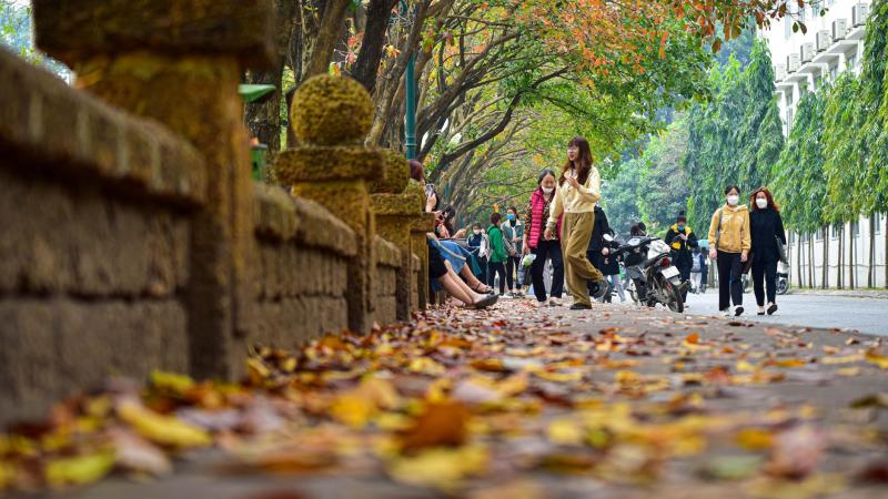Con phố cũ phủ đầy lá vàng trong mùa thu Hà Nội