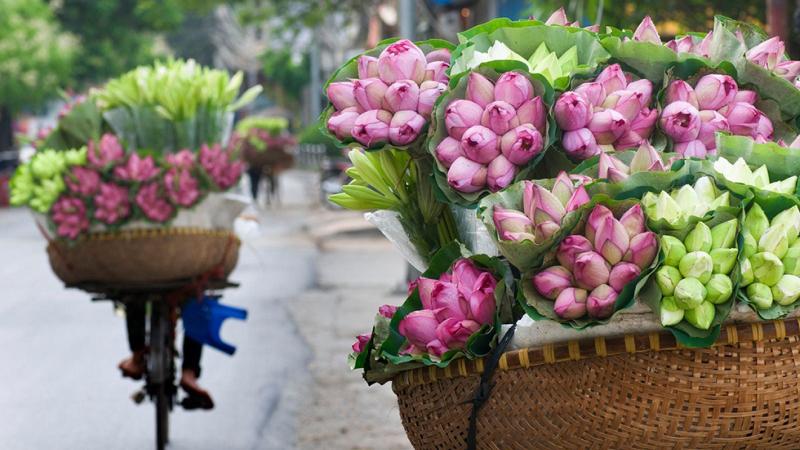 Cận cảnh những bông hoa sen đủ màu sắc vào lúc sáng sớm