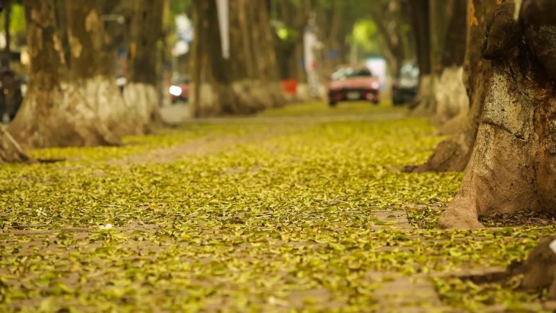Lá vàng rải đầy mặt đất, tạo nên bức thảm tự nhiên tuyệt đẹp