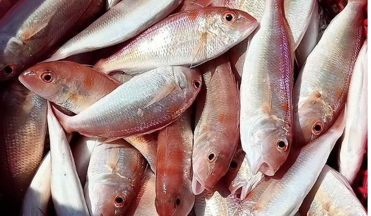 Cá đổng là cá gì? Giá bao nhiêu, làm món gì ngon và bổ dưỡng?