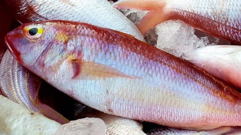 Đặc điểm nhận dạng