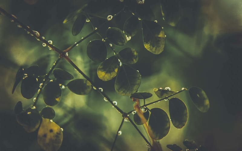 Mưa đọng lại trên lá