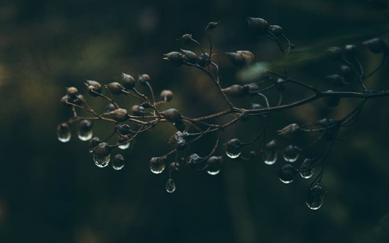Mưa mùa thu đượm buồn