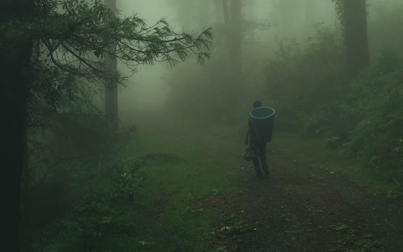 Mưa phùn trong cánh rừng sâu