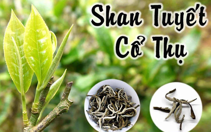 Trà Shan Tuyết Cổ Thụ