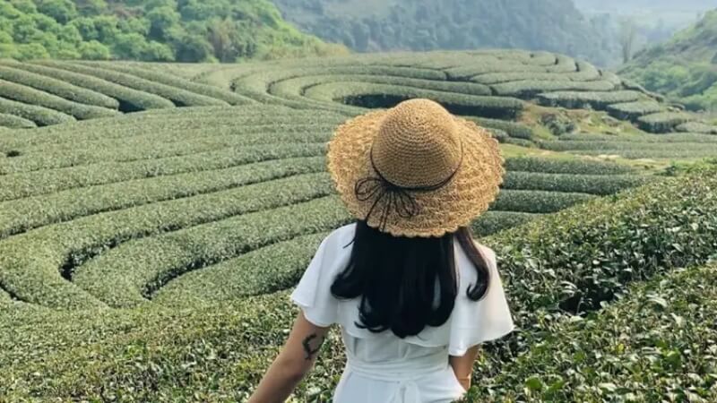 Di chuyển đến Đồi chè Trái tim