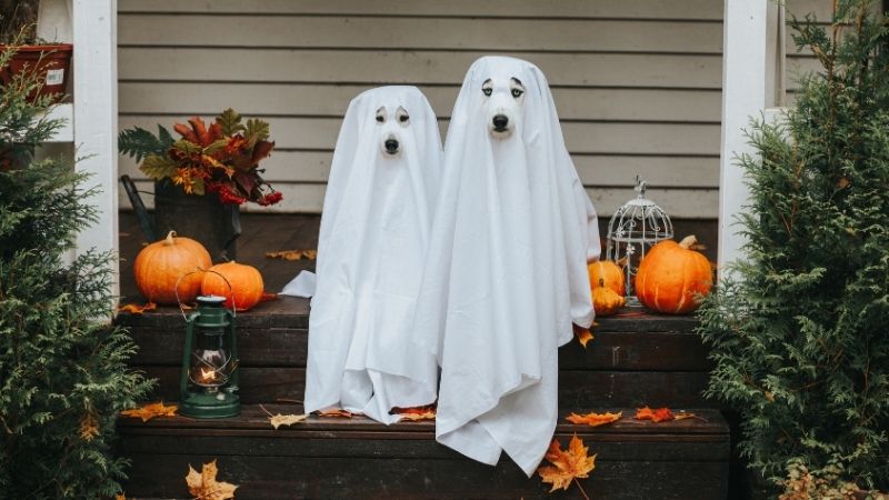 Lời chúc Halloween bằng tiếng Anh
