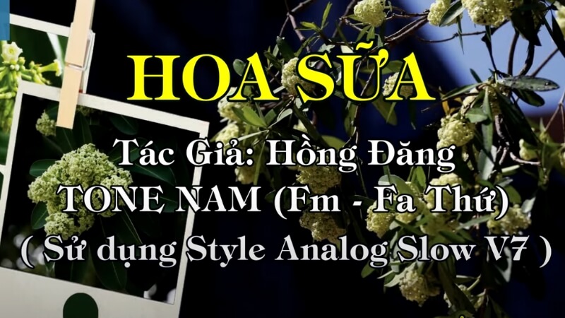 Hoa Sữa (Nhạc sĩ: Hồng Đăng)
