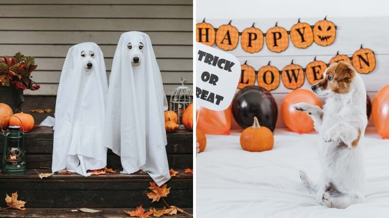 Ảnh Halloween Cute & Dễ Thương cho điện thoại 2