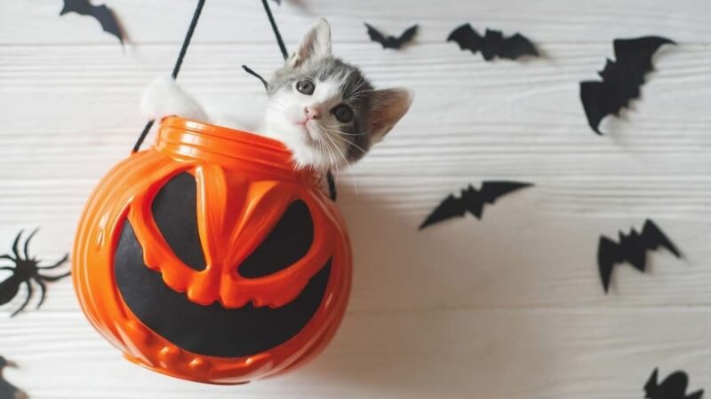 Ảnh Halloween Cute & Dễ Thương 6