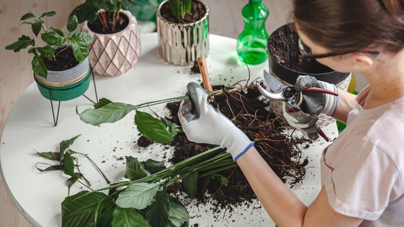 Chăm sóc cây cối để thư giãn tinh thần