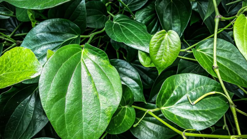 Dùng lá trầu không giúp sát khuẩn, giảm viêm và làm dịu cơn đau trĩ