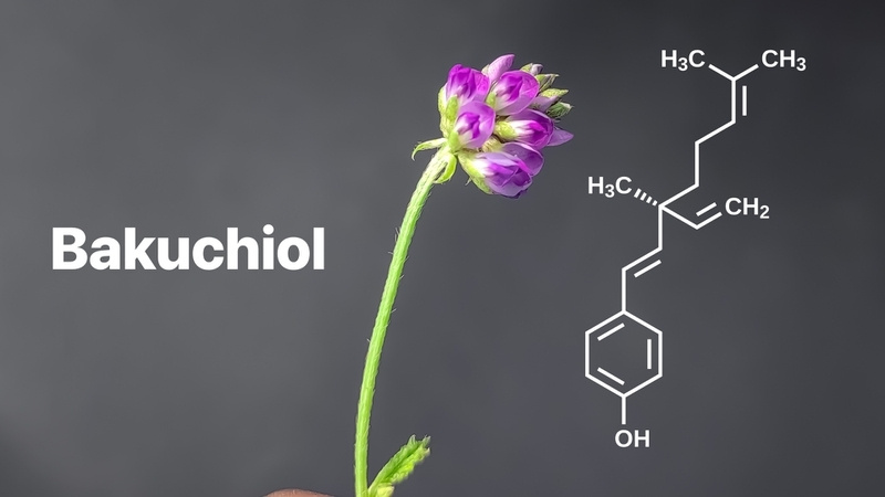 Bakuchiol đem lại nhiều tác dụng tuyệt vời cho làn da Bakuchiol đem lại nhiều tác dụng tuyệt vời cho làn da