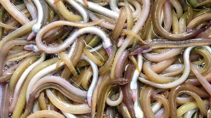 Nguồn gốc và các tên gọi khác của khô cá lãi