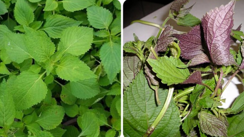 Tía tô và kinh giới là rau thơm quen thuộc trong ẩm thực miền Bắc, có tính ấm