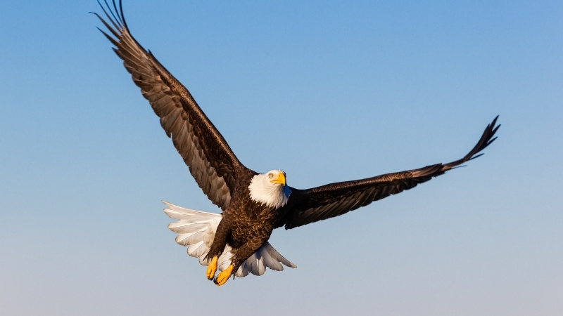 Chim ưng là con vật may mắn của cung Bạch Dương