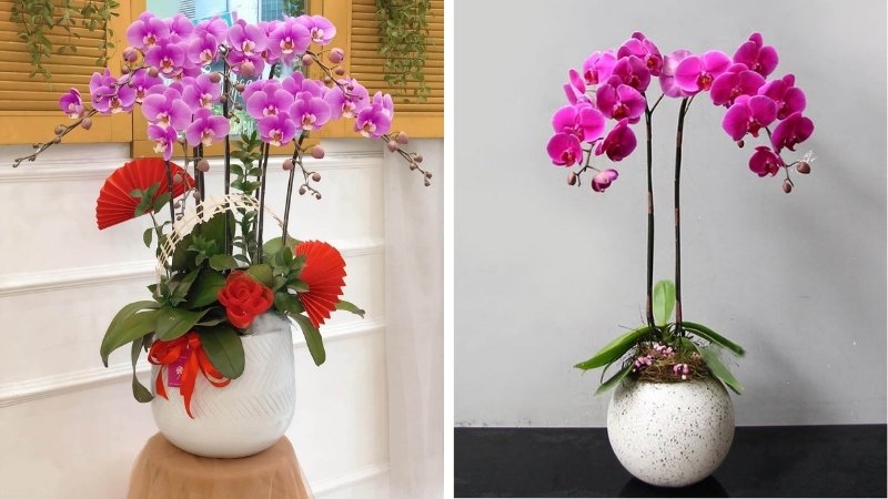 Lẵng hoa lan Lẵng hoa lan